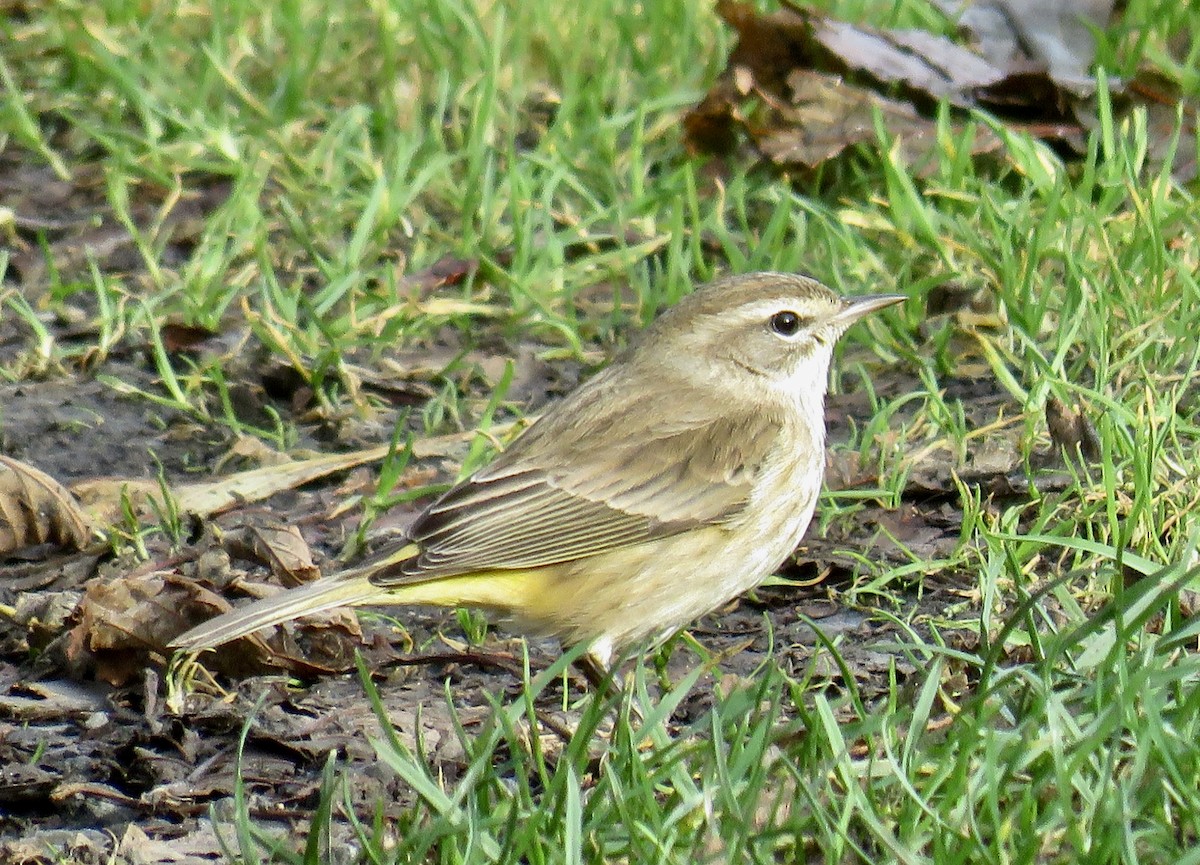 Palm Warbler - ML646064957