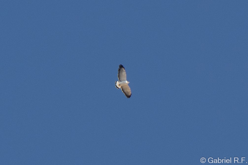 Variable Hawk - ML646064962