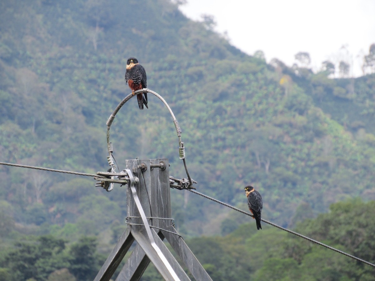 Bat Falcon - ML646064964