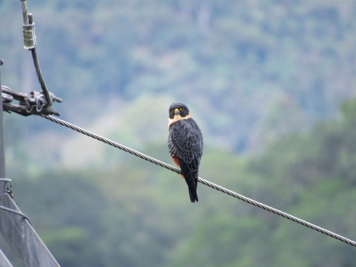 Bat Falcon - ML646064965