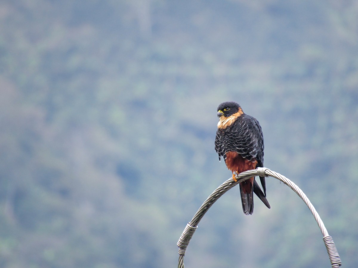 Bat Falcon - ML646064966