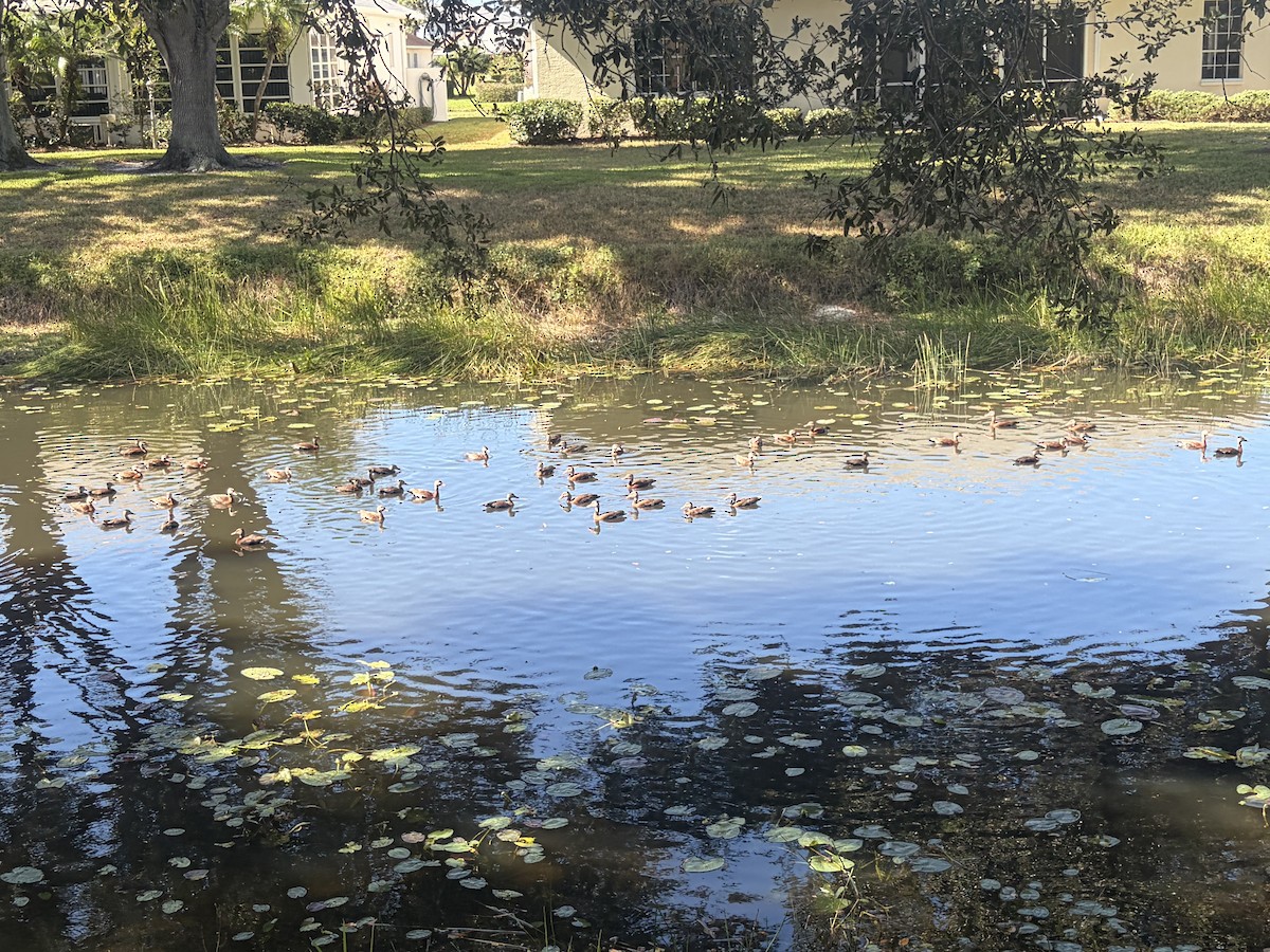 Dendrocigna beccorosso - ML646064973