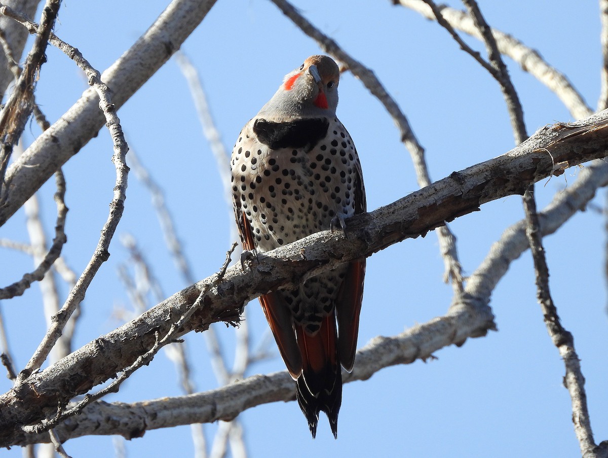 Northern Flicker - ML646064975