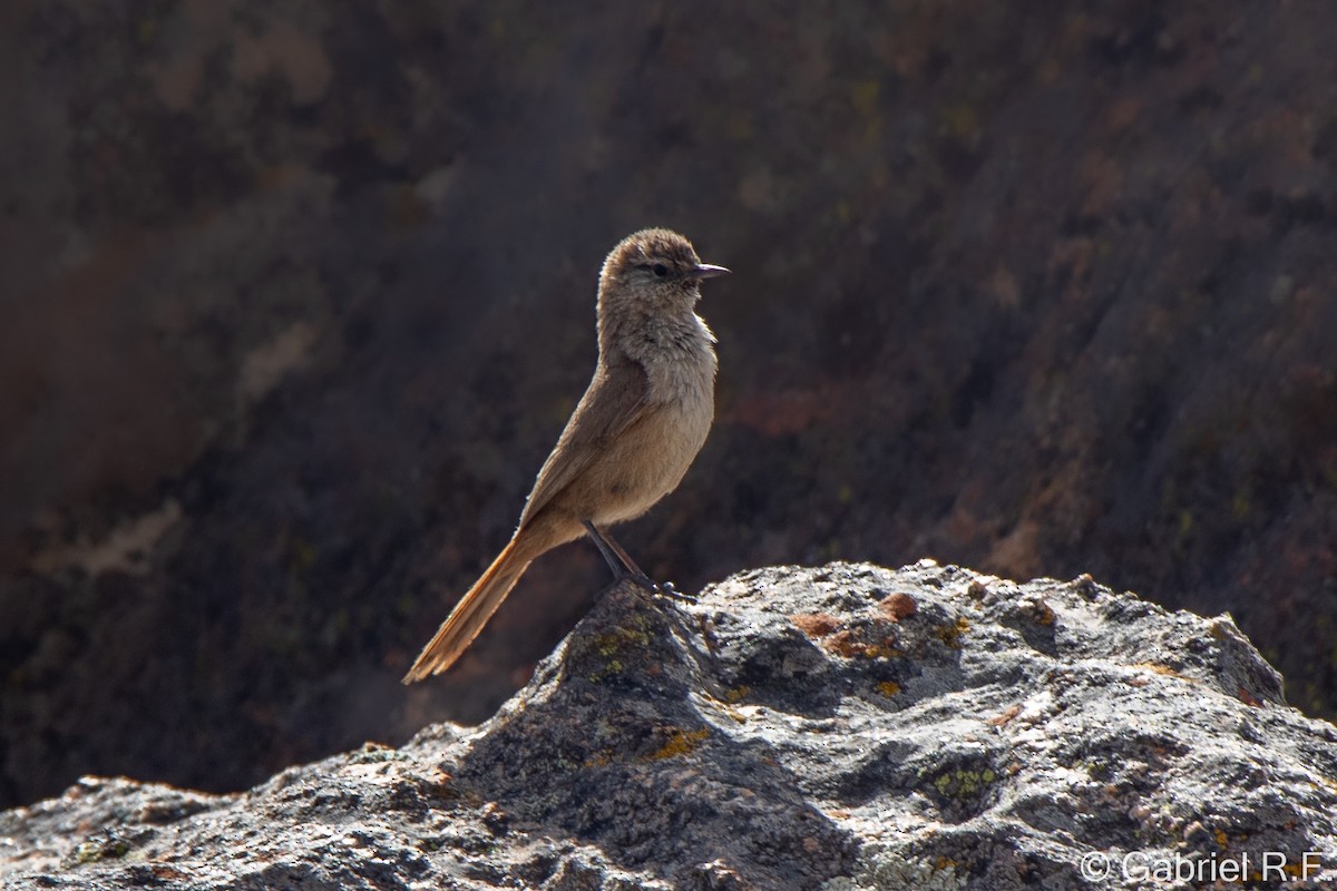 Cordilleran Canastero - ML646064976