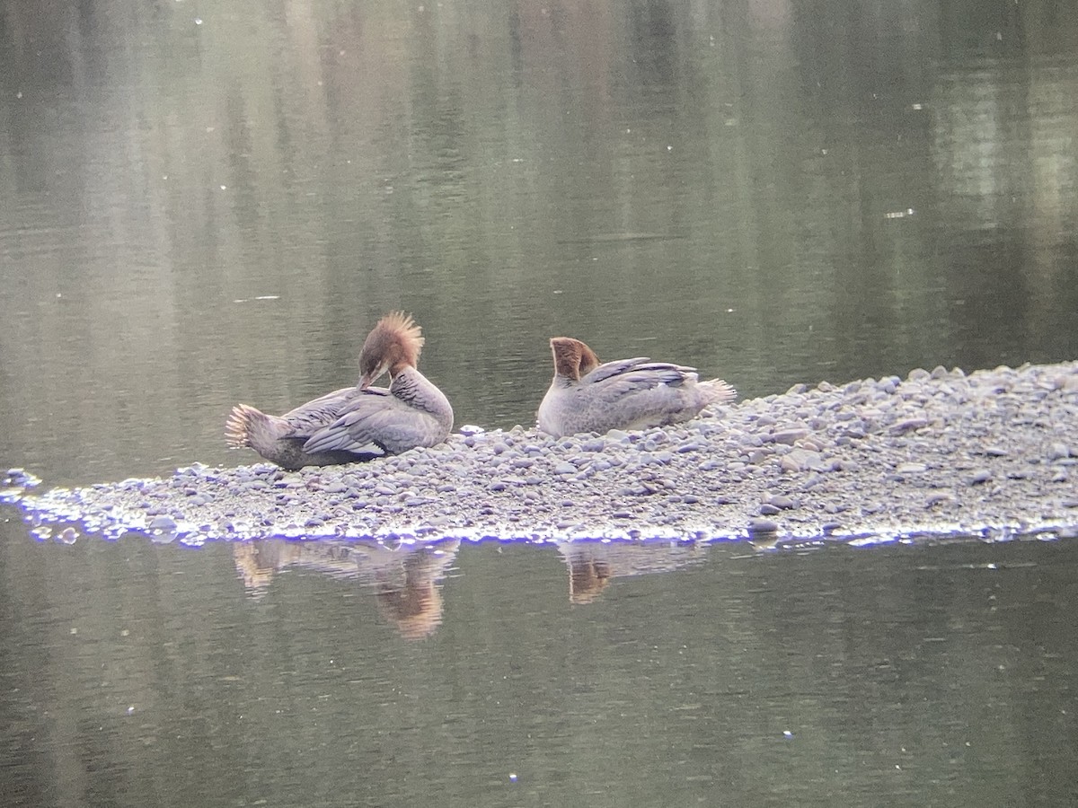 Common Merganser - ML646064978