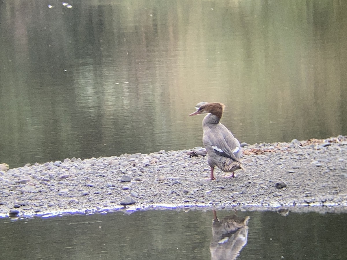 Common Merganser - ML646064979