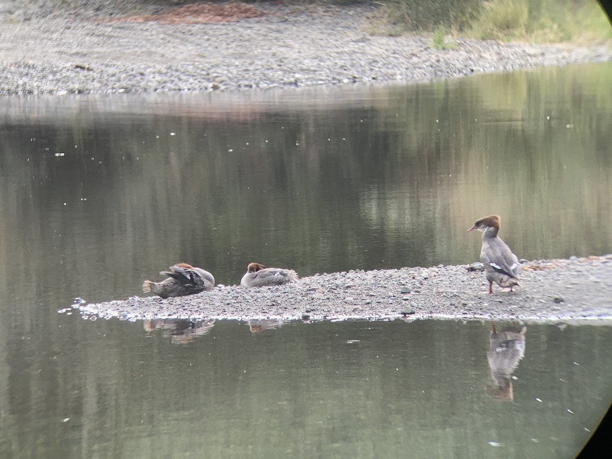 Common Merganser - ML646064980