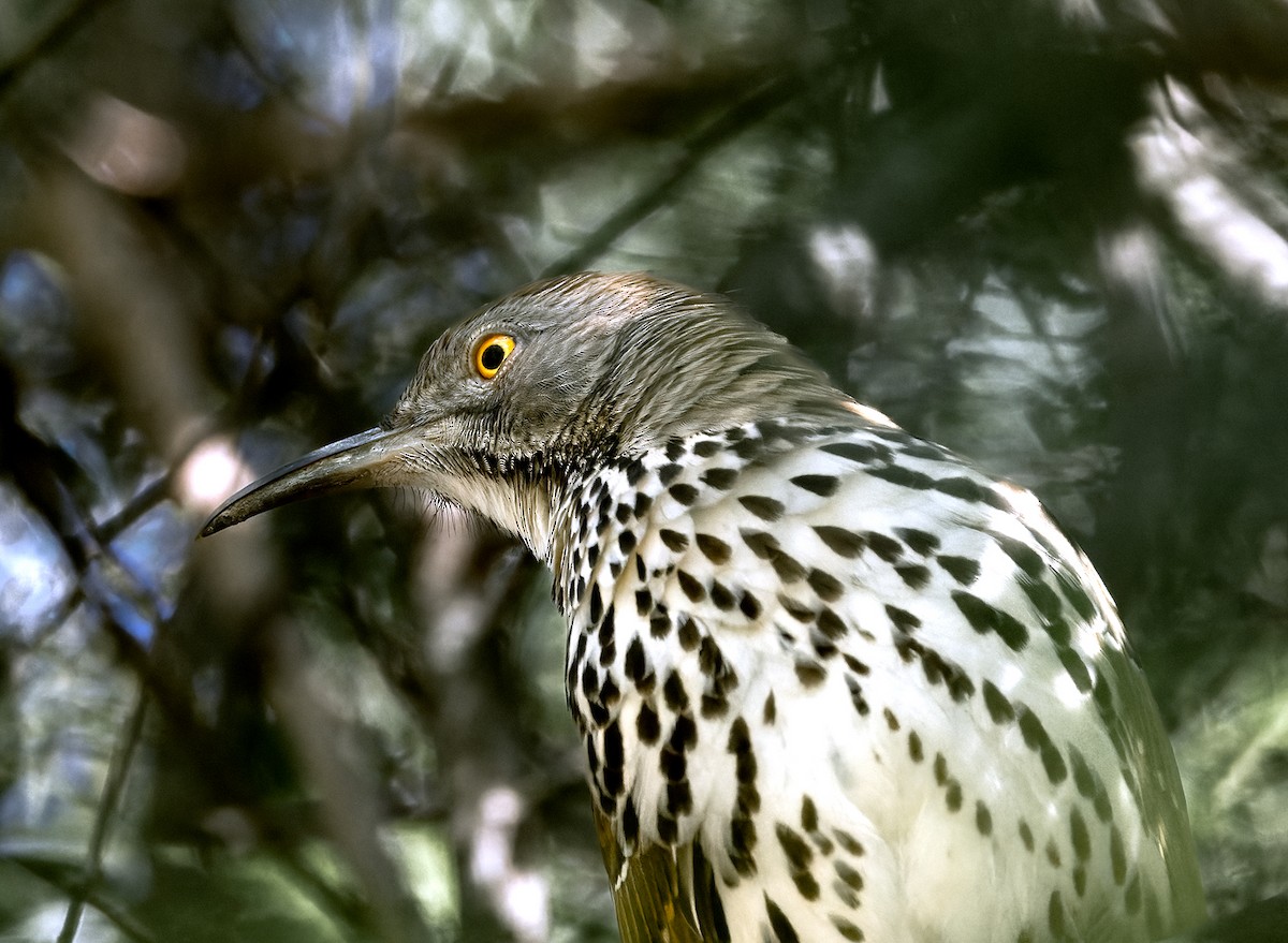 Long-billed Thrasher - ML646064981