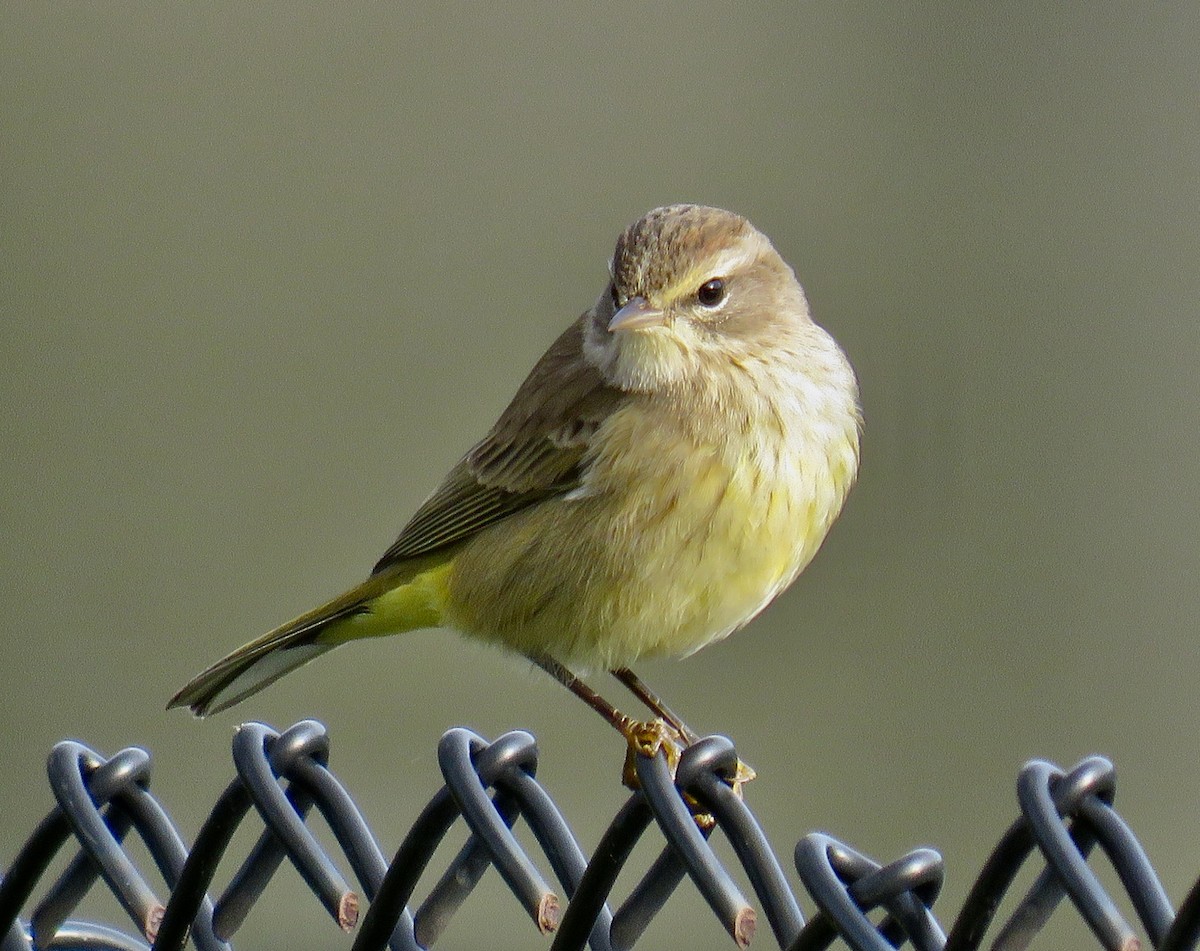 Palm Warbler - ML646064982