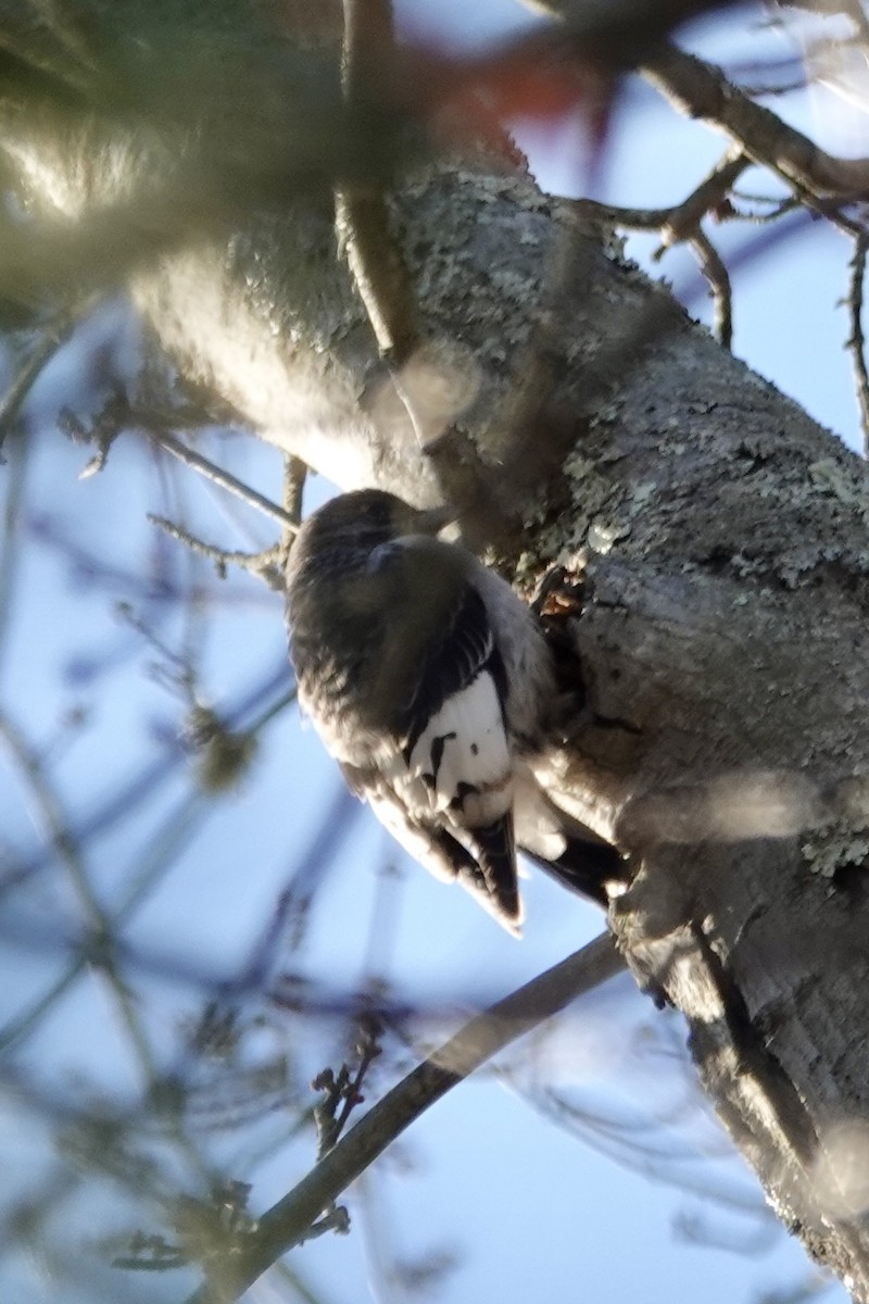 Red-headed Woodpecker - ML646064985