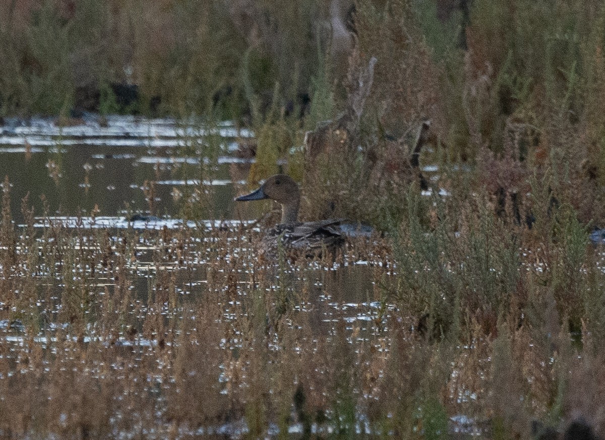Northern Pintail - ML646064993