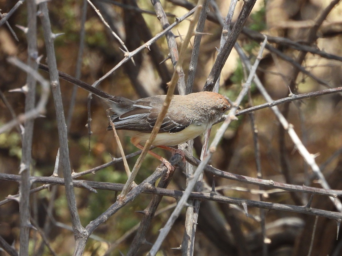 Kızıl Başlıklı Prinya - ML646064996