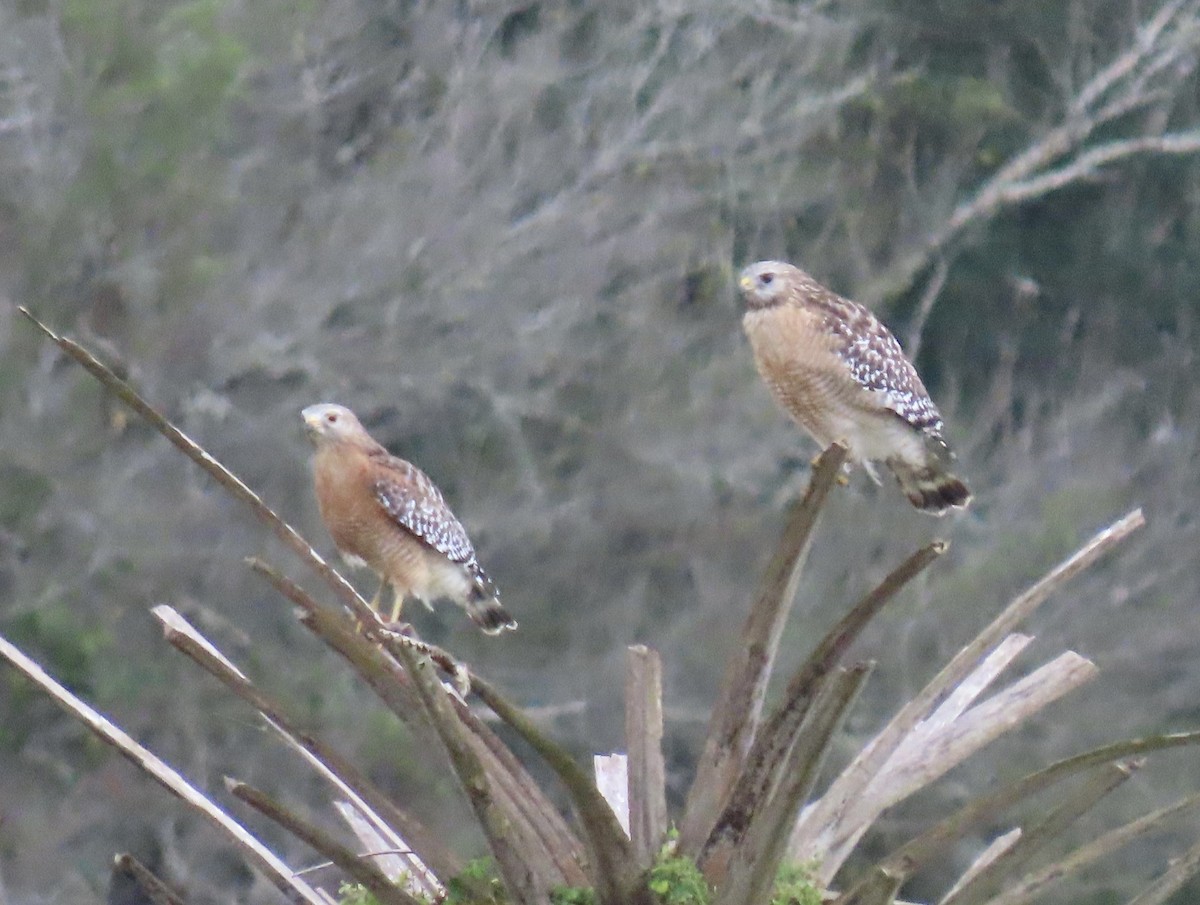 Kızıl Omuzlu Şahin - ML646064998