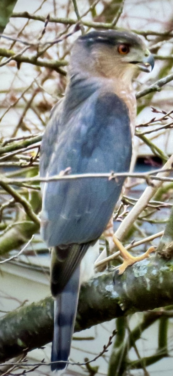 Cooper Atmacası - ML646065004