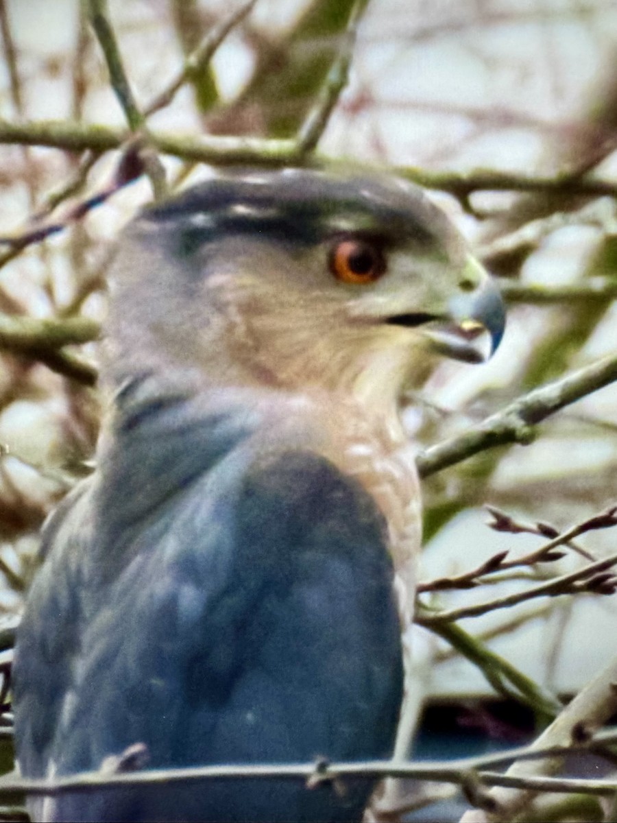 Cooper Atmacası - ML646065005