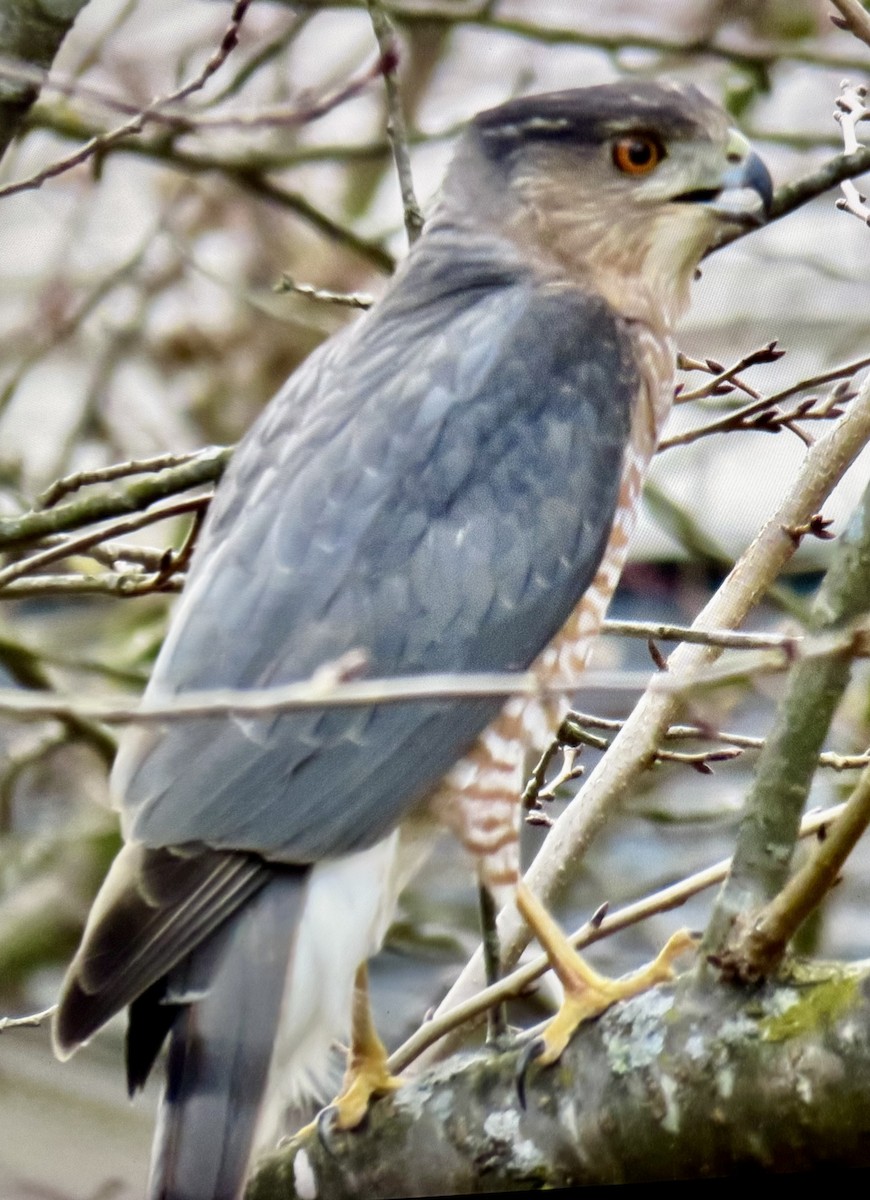 Cooper Atmacası - ML646065006