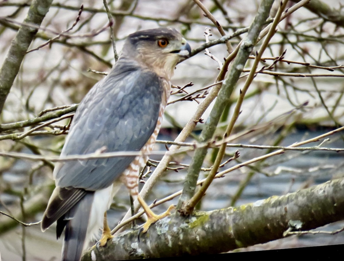 Cooper Atmacası - ML646065007