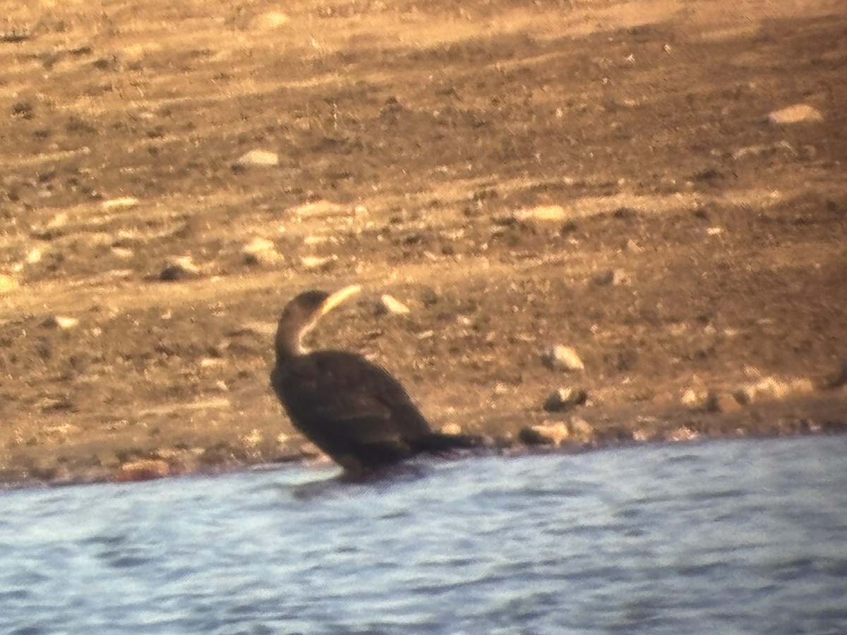 Kulaklı Karabatak - ML646065008