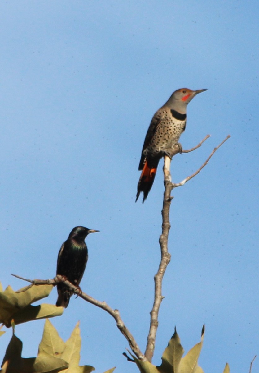 Altın Ağaçkakan - ML646065009