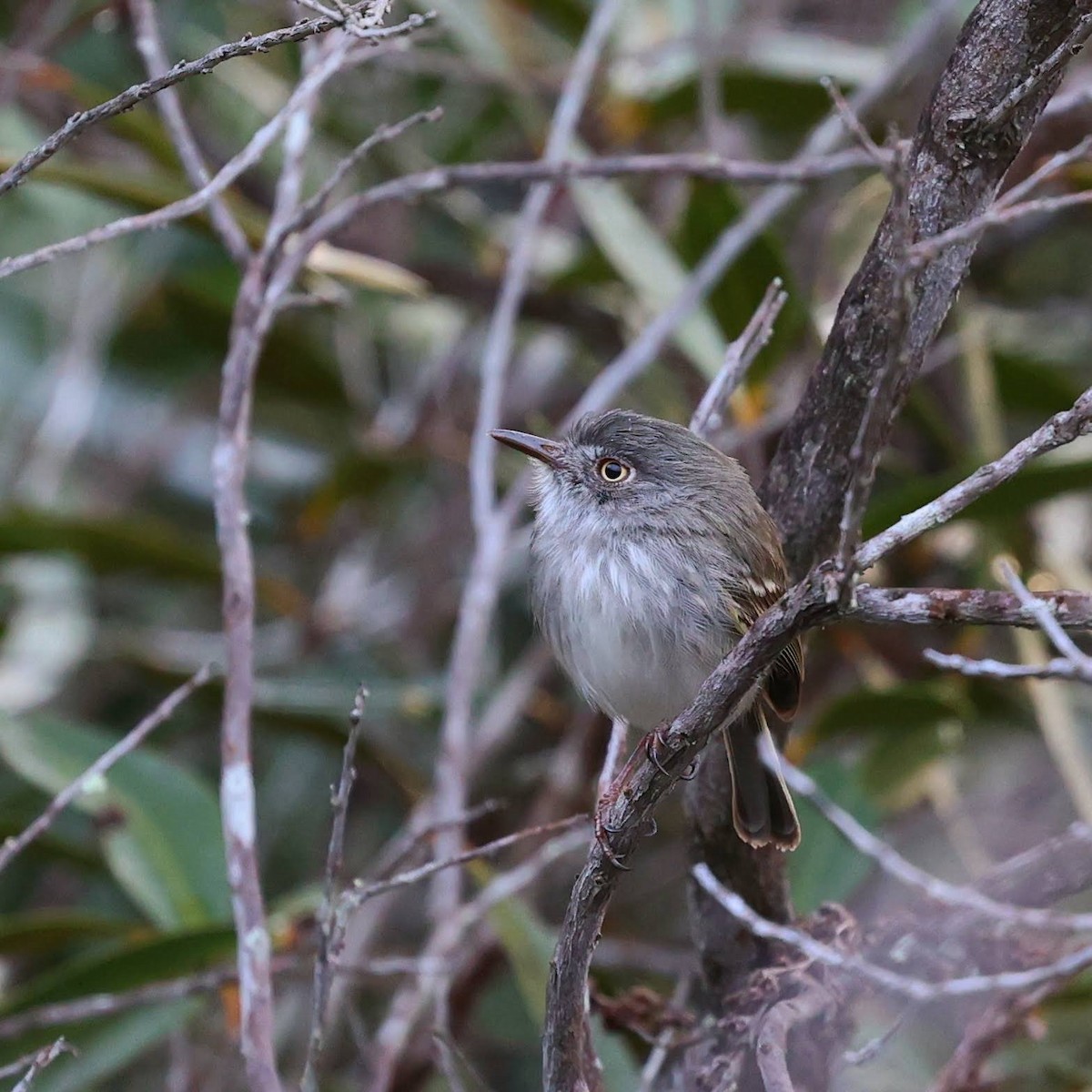 Altın Gözlü Todi Tiranı - ML646065010