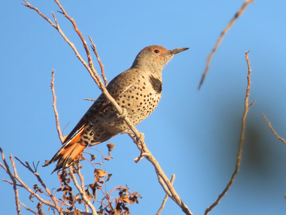 Altın Ağaçkakan [cafer grubu] - ML646065011