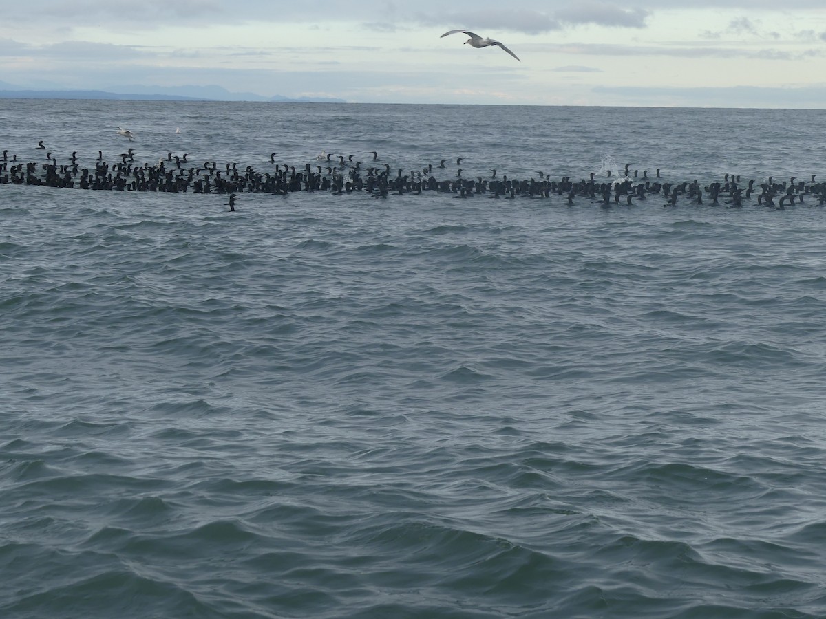 Brandt Karabatağı - ML646065012