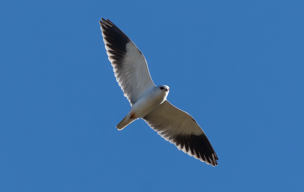 Black-winged Kite - ML646065013
