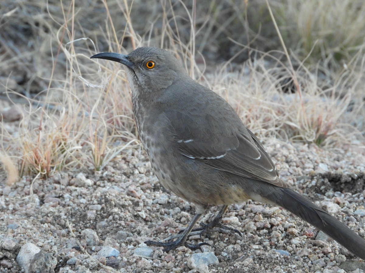 Kıvrık Gagalı Çöpçü - ML646065014