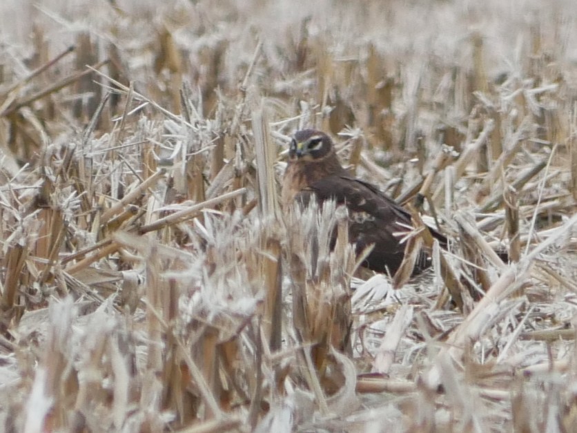 Amerika Delicesi - ML646065015