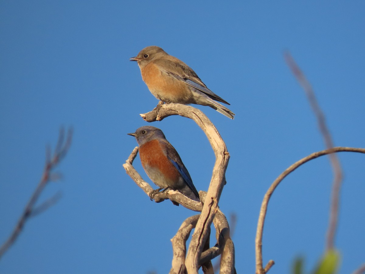 Batılı Mavi Ardıç - ML646065016