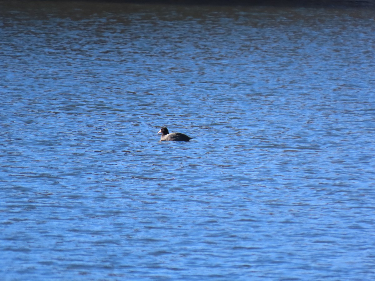 Amerika Mekesi - ML646065017