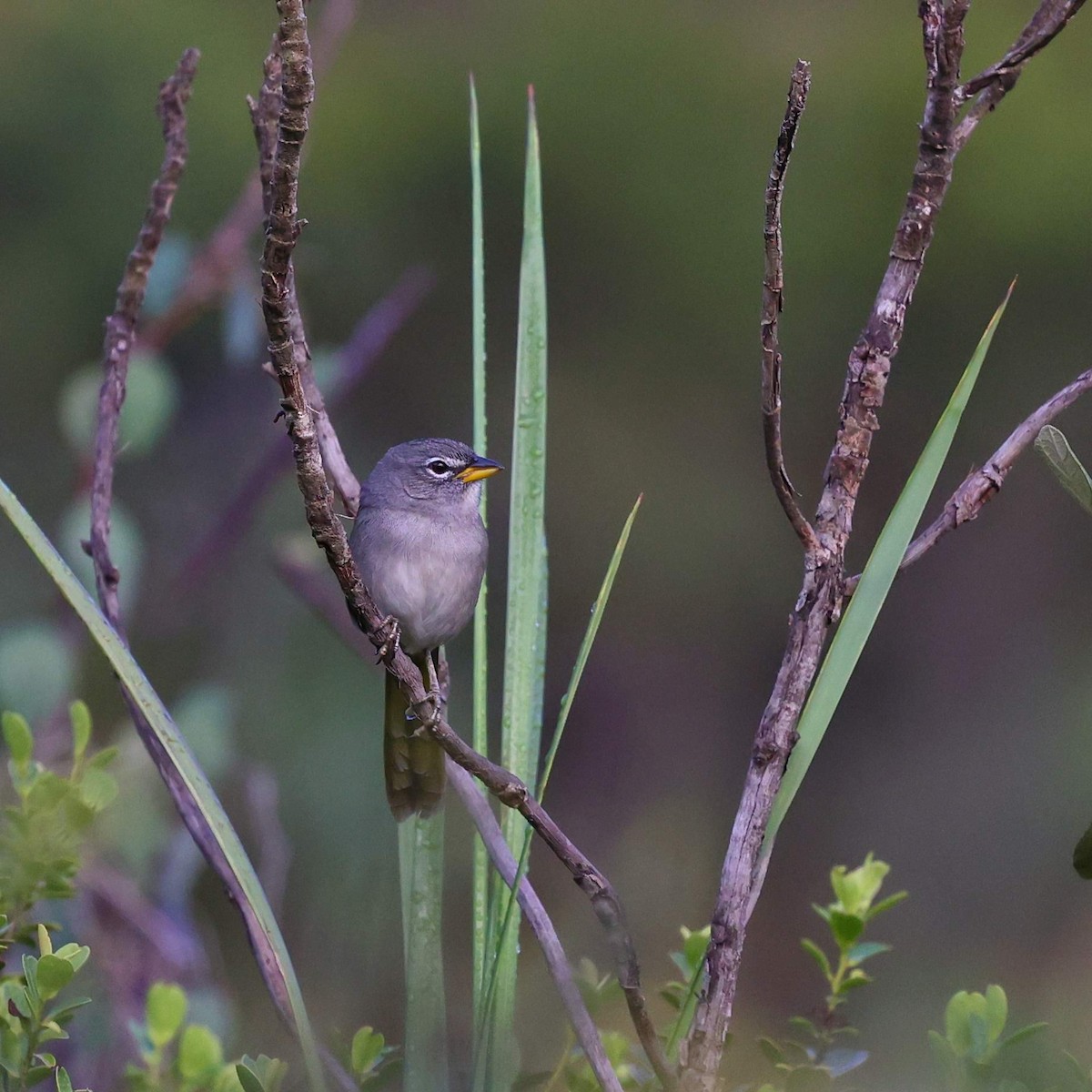 Serra İspinozu - ML646065018