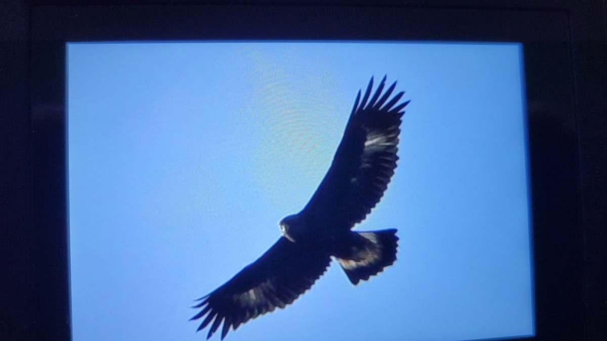 Golden Eagle - ML646065022