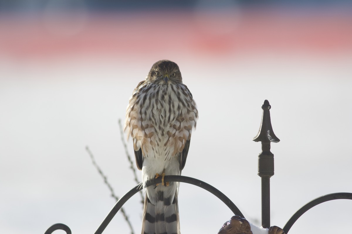 Amerika Atmacası - ML646065023