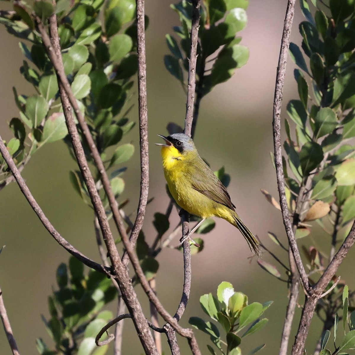 Güneyli Sarıgerdan - ML646065024