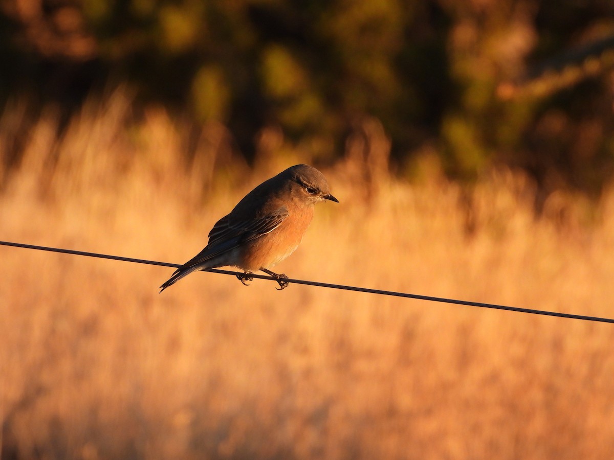 Batılı Mavi Ardıç - ML646065025