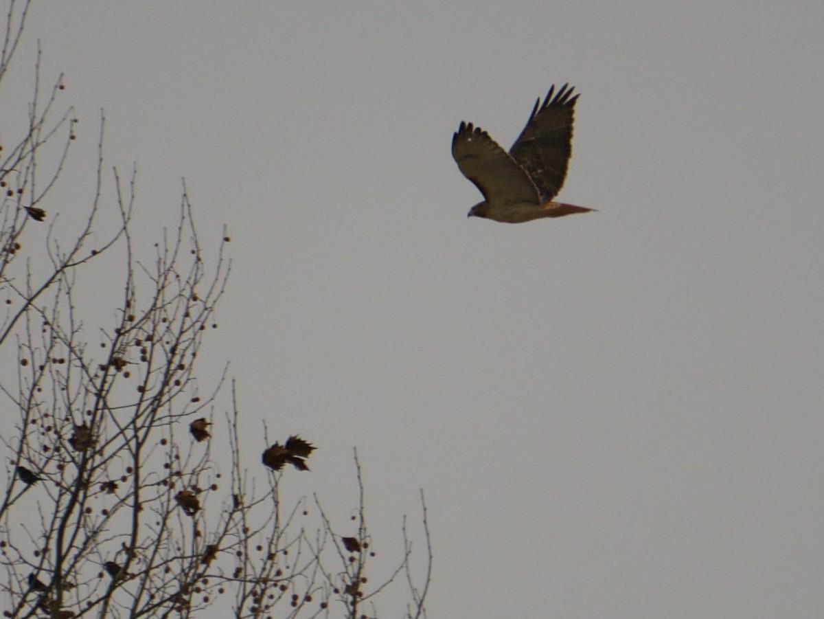 Kızıl Kuyruklu Şahin - ML646065026