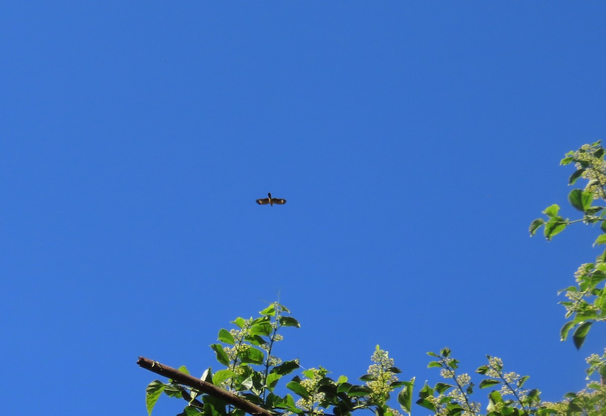 Sarı Başlı Karakara - ML646065027