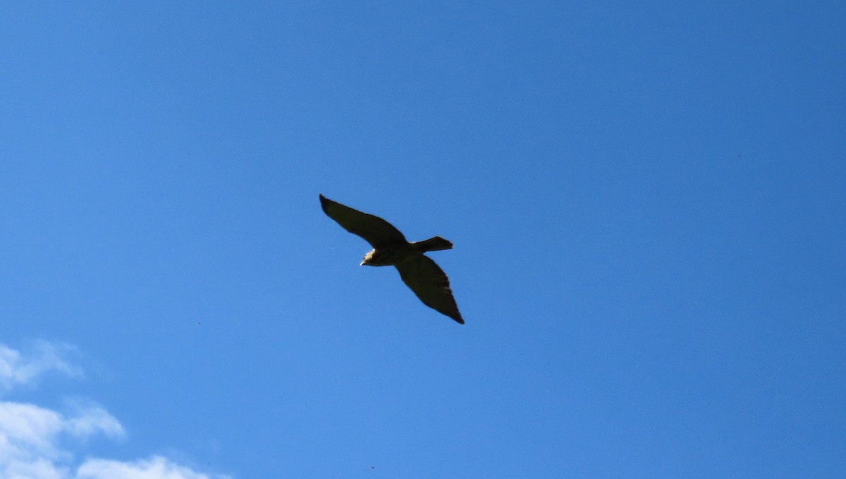 Geniş Kanatlı Şahin - ML646065028