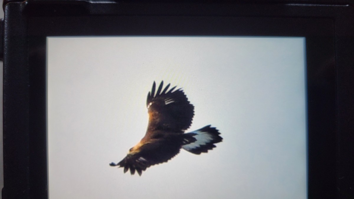 Golden Eagle - ML646065029