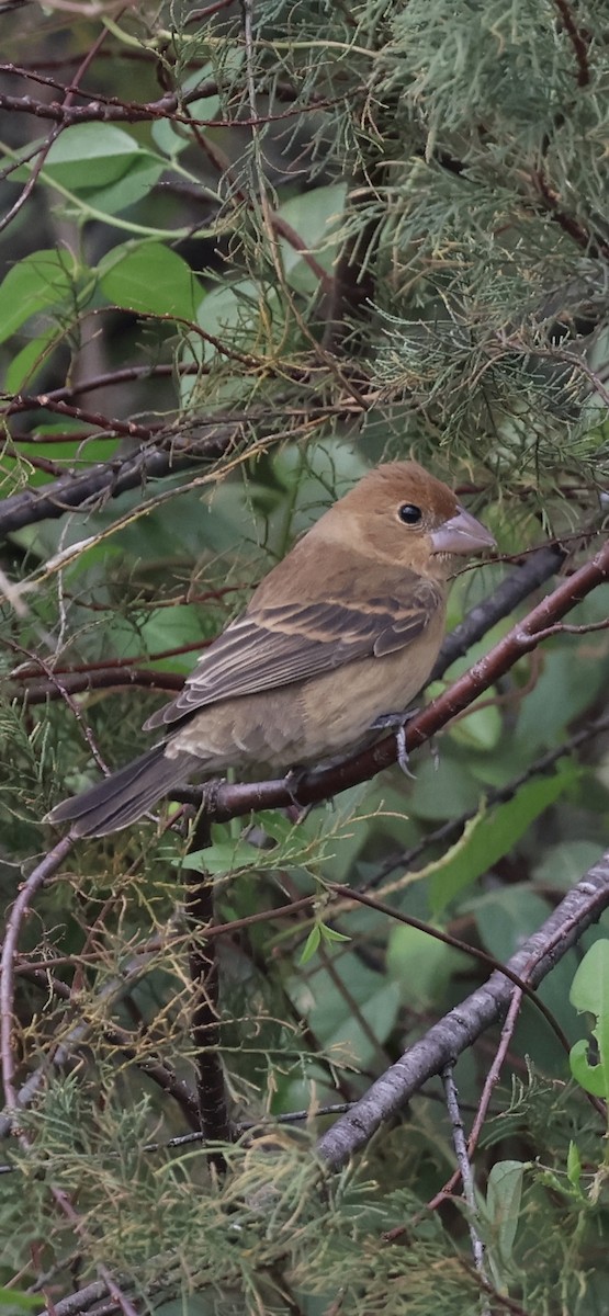 Blue Grosbeak - ML646065030