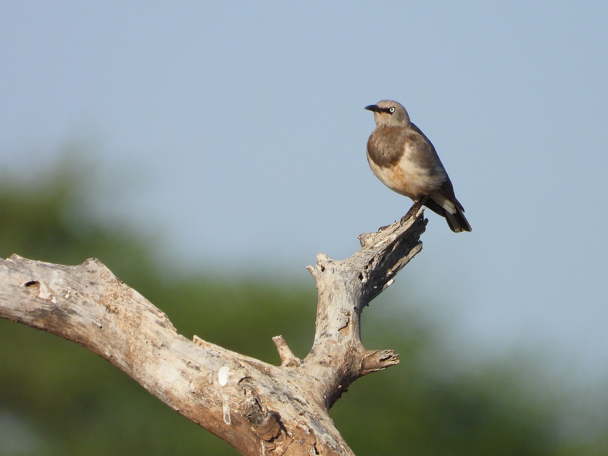 Finsch Sığırcığı - ML646065031