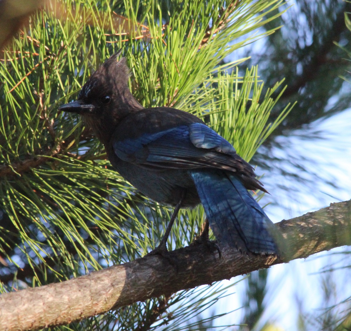 Steller's Jay - ML646065032