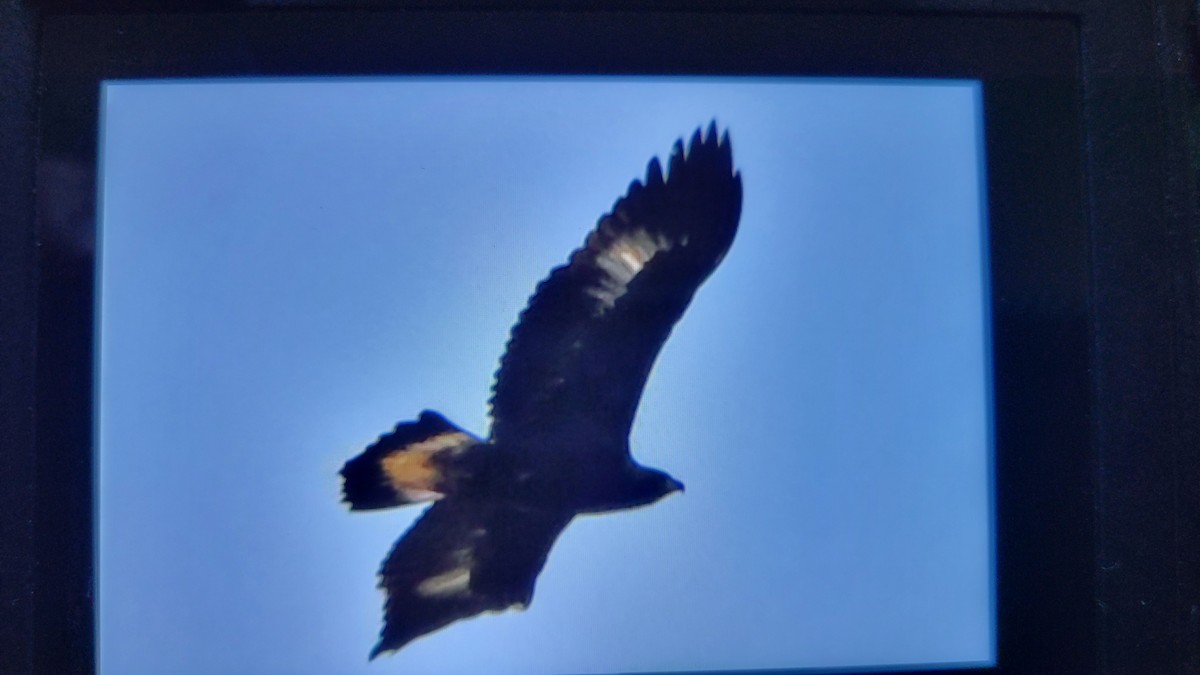 Golden Eagle - ML646065033