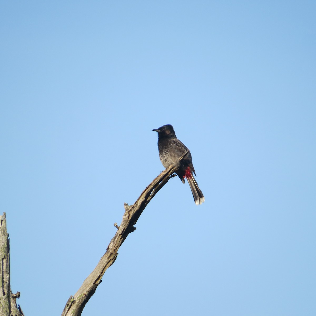 Karaca Arapbülbülü - ML646065034