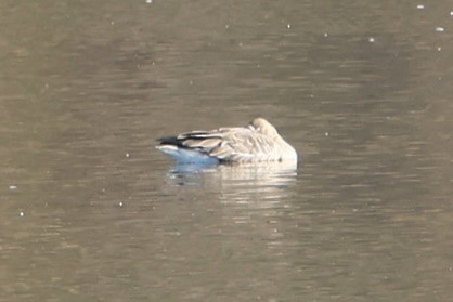 Greater White-fronted Goose - ML646065035