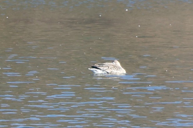 Greater White-fronted Goose - ML646065036