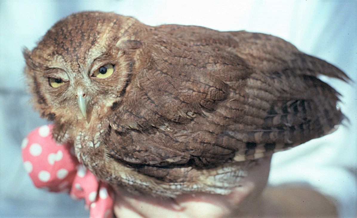 Çoliba Puhucuğu - ML646065037