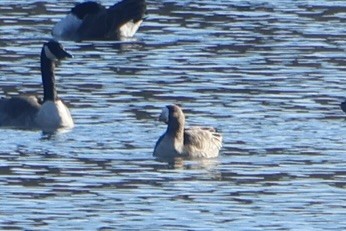Greater White-fronted Goose - ML646065038