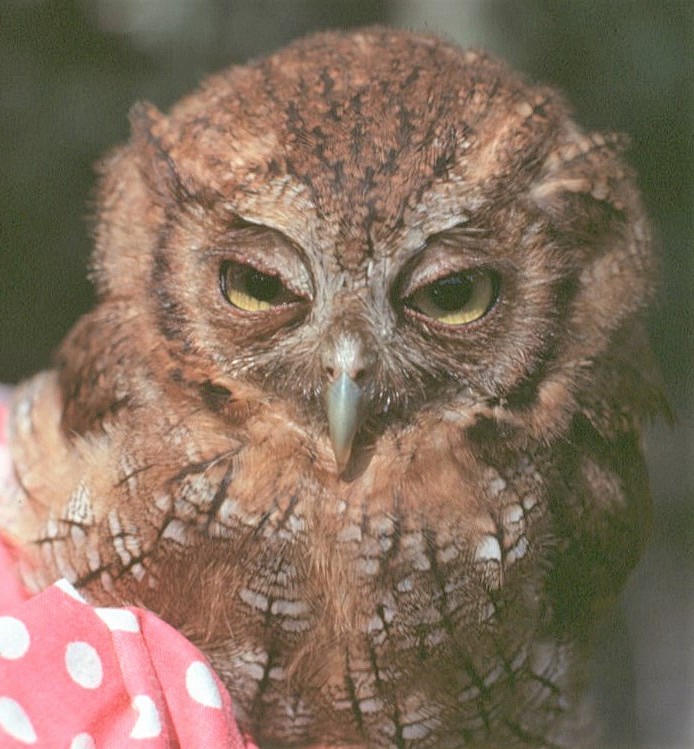 Çoliba Puhucuğu - ML646065039